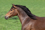 Fototapeta Konie - Head of nice running horse