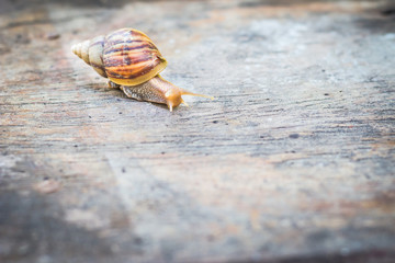 Snail on old wooden table.