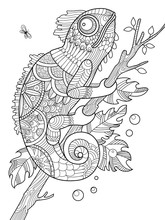 Chameleon Coloring Book For Adults Vector