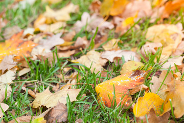 Wall Mural - Autumnal leaves lay on green grass