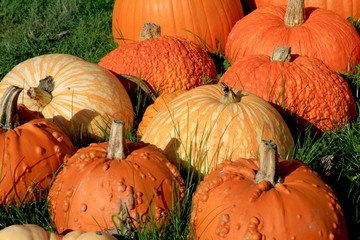 pumpkin patch