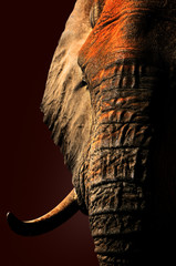 Wall Mural - Artistic red elephant portrait close-up.