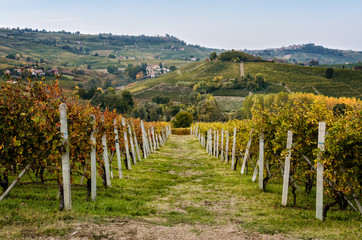 Wall Mural - Vineyard of Langhe in autumn