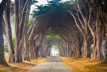 Point Reyes Cyress Tree Tunnel
