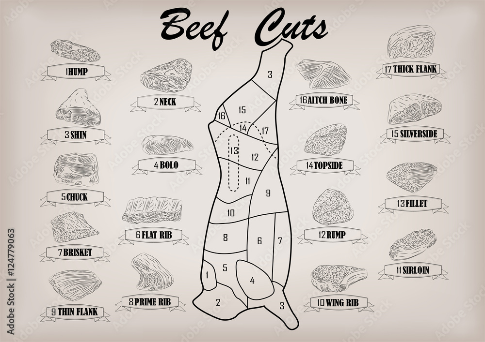 Beef cow bull side carcass cuts cut parts infographics scheme sign ...