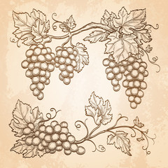 Canvas Print - grape branches on old paper background.