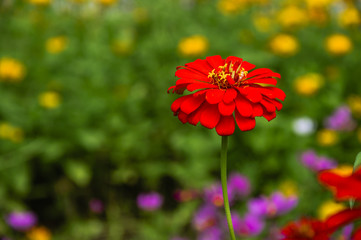 Wall Mural - The blossoming gerbera jamesonii flowers closeup in garden 