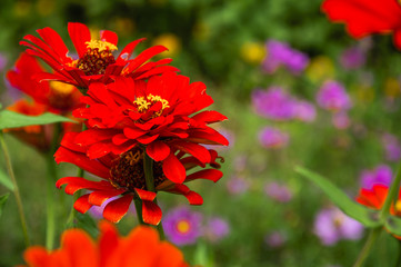 Wall Mural - The blossoming gerbera jamesonii flowers closeup in garden 