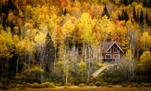 Small Cottage Surrounded By Colors