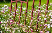 White And Purple Daisies Growing Around A Rusty Metal Gate In A Suburban Garden Setting On A Sunny Day 