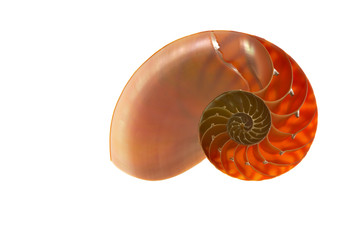 Nautilus shell section isolated on white background