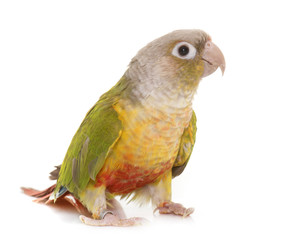 Canvas Print - conure in studio