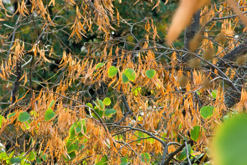 image of autumn trees in the park close-up