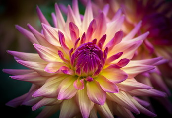 Wall Mural - Closeup of a beautiful dahlia flower in pink pastel tones