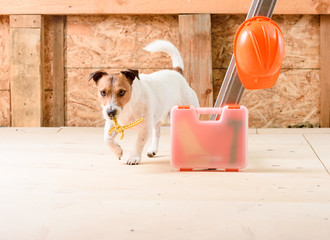 Wall Mural - Dog as worker carrying pliers at construction site