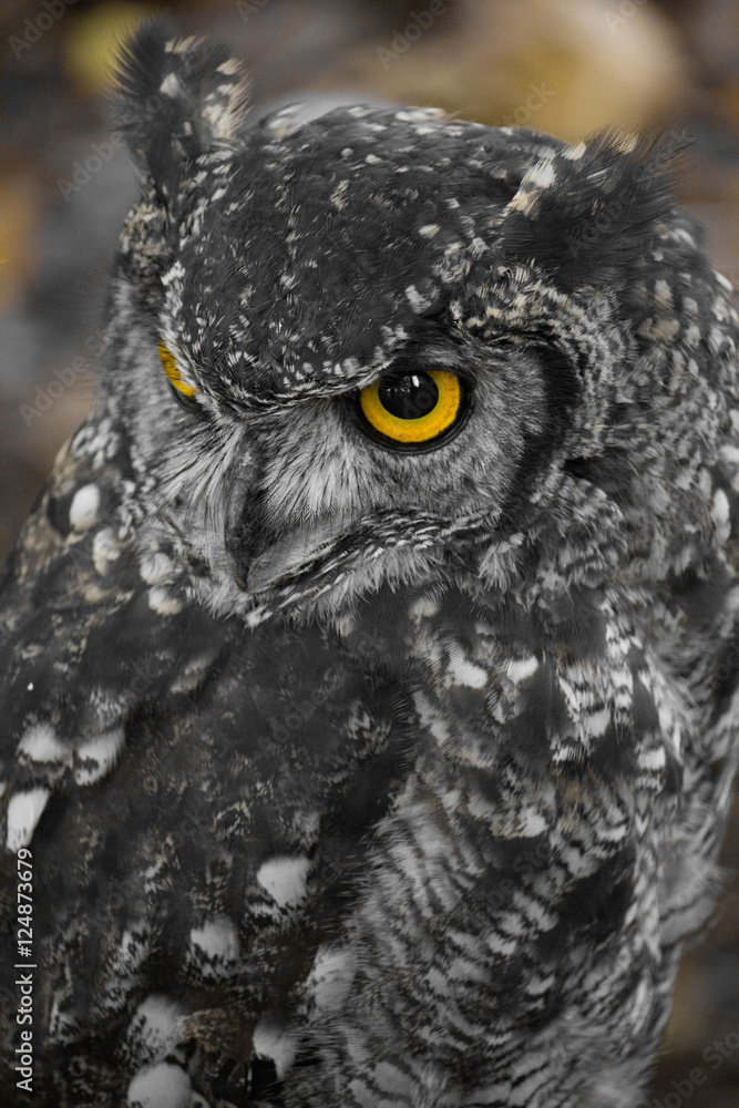 Yellow Eyed Owl - obrazy, fototapety, plakaty 