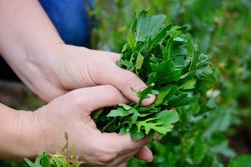 Sticker - Rocket salad in farmer hands. Organic vegetables. Healthy food.