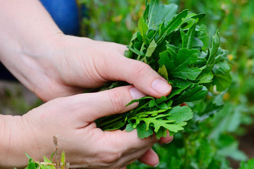 Sticker - Rocket salad in farmer hands. Organic vegetables. Healthy food.