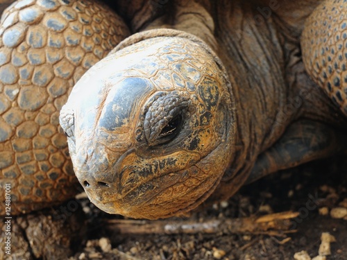 Fotografie, Obraz Big Aldabra tortoise eye detail in Mauritius.