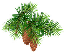 Green Fir Branch And Two Cone