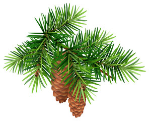 green fir branch and two cone