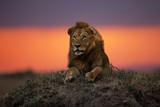 Fototapeta Sawanna - Lion Earless, son of lion Notch, on a termite hill at sunset in Masai Mara, Kenya
