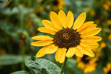 Wall Mural - Sunflower closeup background and texture in summer.