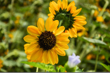 Wall Mural - Sunflower closeup background and texture in summer.