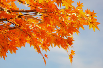 orange maple leaves