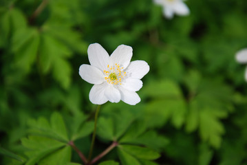 Wood anemone closeup