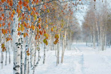 Poster - In the winter park. The branches birch with yellow leaves in the frost.