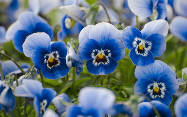 Blue Flowers