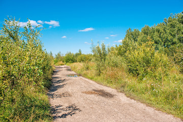 Canvas Print - dirt road in the woods