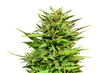 Marijuana bud isolated on white background