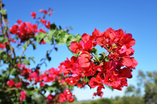 Red  Flowers Of Bougainvillea