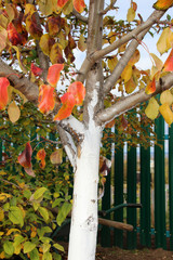 Canvas Print - Whitewashed young fruit tree against spring sunscald in the autumn garden