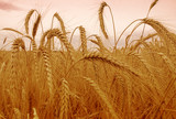 Fototapeta  - wheat field at the sunset