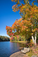 Wall Mural - colorful autumn trees by a lake in new england