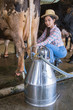 Portrait of Woman Milking Cows On Dairy Farm. Farm worker milkin