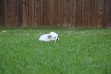 Puppy lying in grass