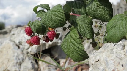 Wall Mural - raspberries growing on rocks/Juicy red raspberries growing in the rocks