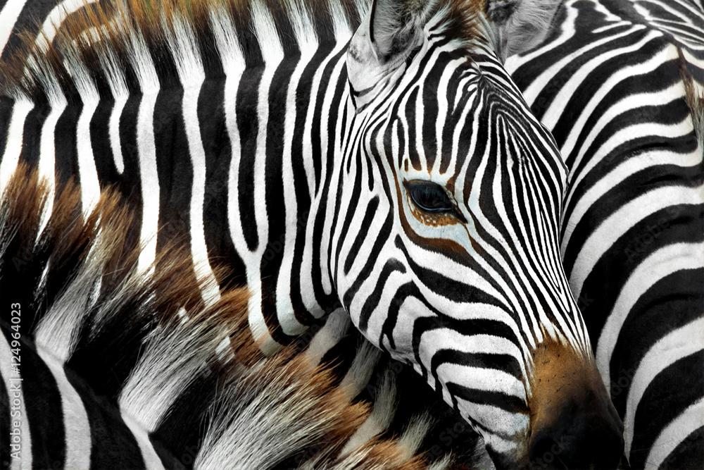Zebra
