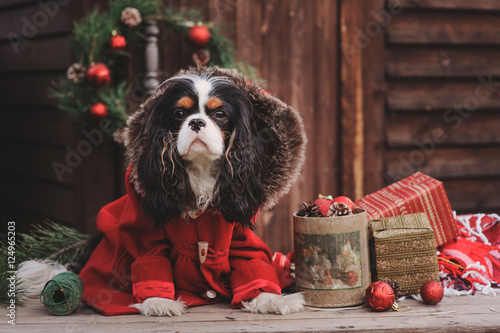 cute Christmas dog with gifts and
