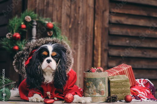 cute Christmas dog with gifts and