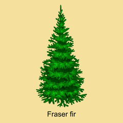 Wall Mural - Christmas vector tree like fraser fir for New year celebration without holiday decoration, evergreen xmas plants