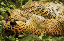 Leopards Sleeping
