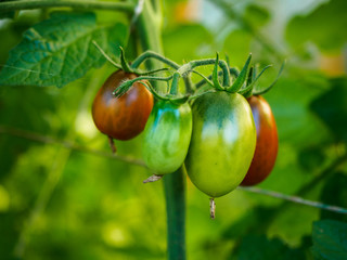 Tomatoes grow on the branches in the garden