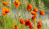 Fototapeta Krajobraz - Wildflowers poppies