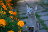 Fototapeta  - Young Oriental Gray Cat On Walk In Flower Garden Summer. Oriental Breed. Cat Walks On Nature.