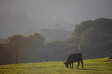 Wall Mural - grazing cows